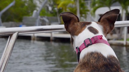 Dailymotion cURL upload test