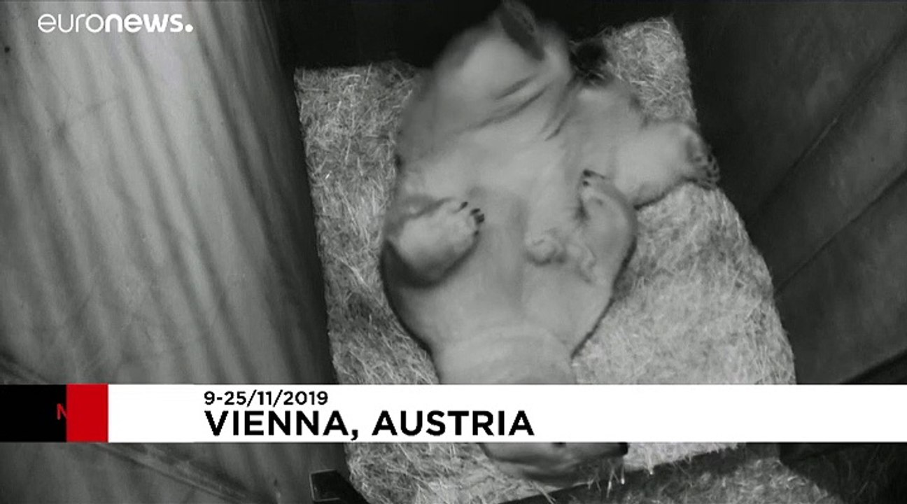 Dans le zoo de Vienne, en Autriche, un petit ours polaire est né