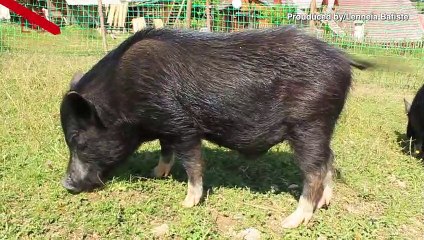 Texas Woman Dies After Being Attacked By Hogs