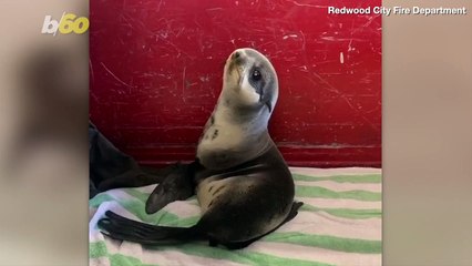 Seal On The Loose! California Firefighters Rescue Cute Baby Seal From Parking Garage!