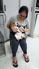 Tummy Scratches Cause Kicking