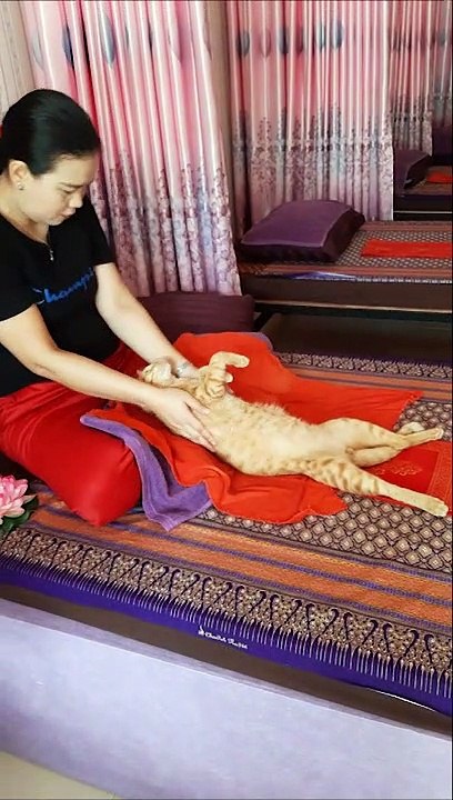 Cat Massage Therapy