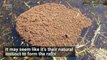 Fire Ants Build Rafts to Survive Floods and Rainy Seasons