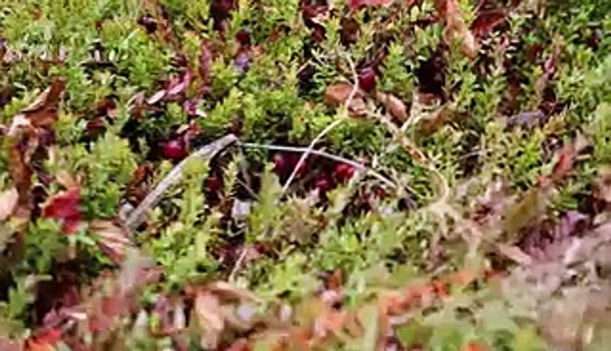 How Ocean Spray cranberries go from the bog to your Thanksgiving table