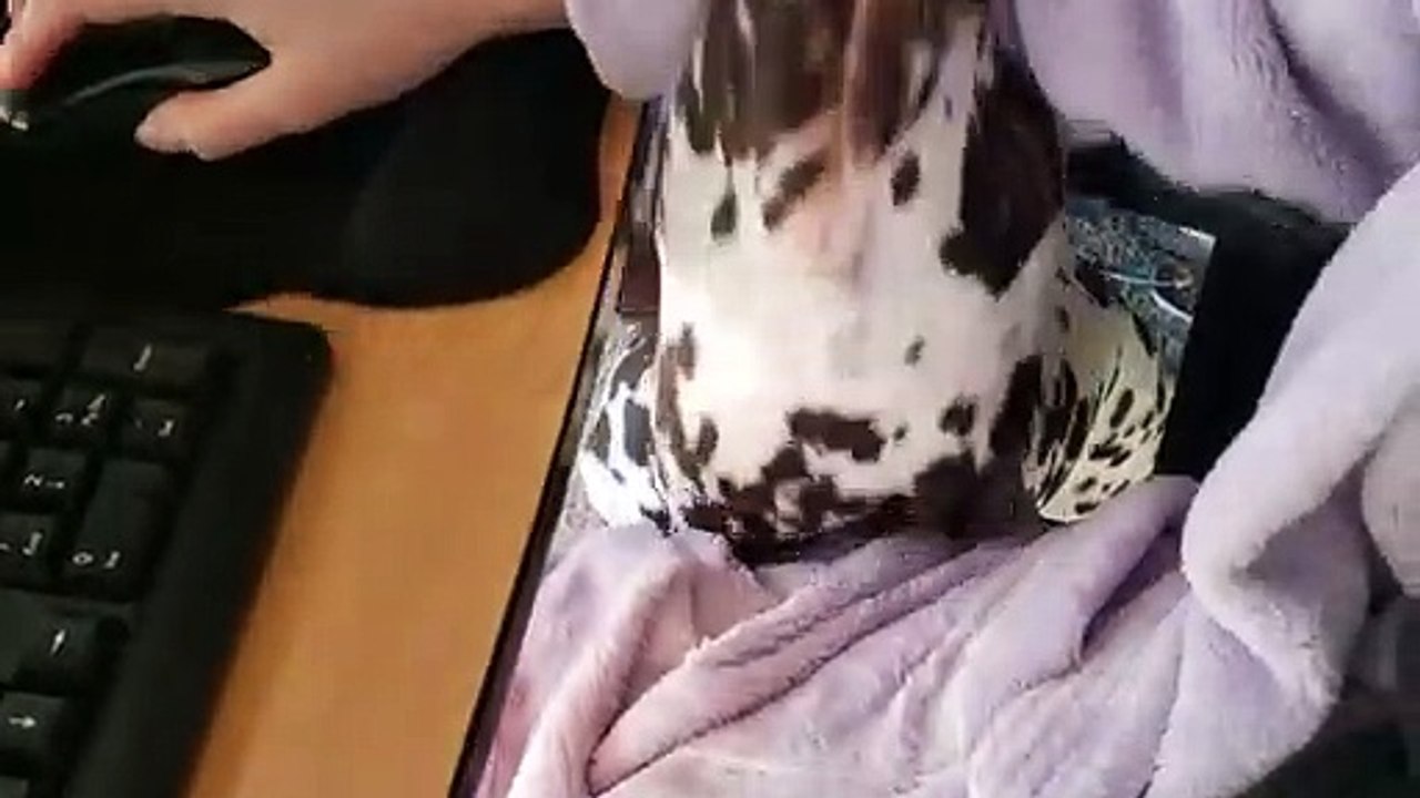 Ce chien demande de l'attention même quand tu travailles !
