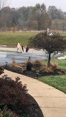 Ce chien surveille que cette fillette prend bien le bus !