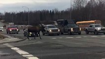 Canada : cet élan énorme traverse la route devant les voitures !