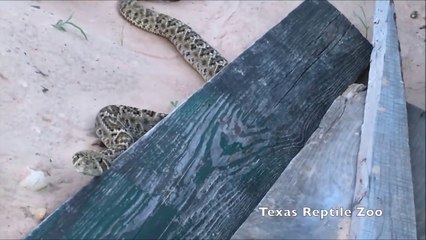 Un serpent à sonnette agit comme un vrai petit chien