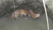 Sauvetage de 2 léopards piégés dans un puits