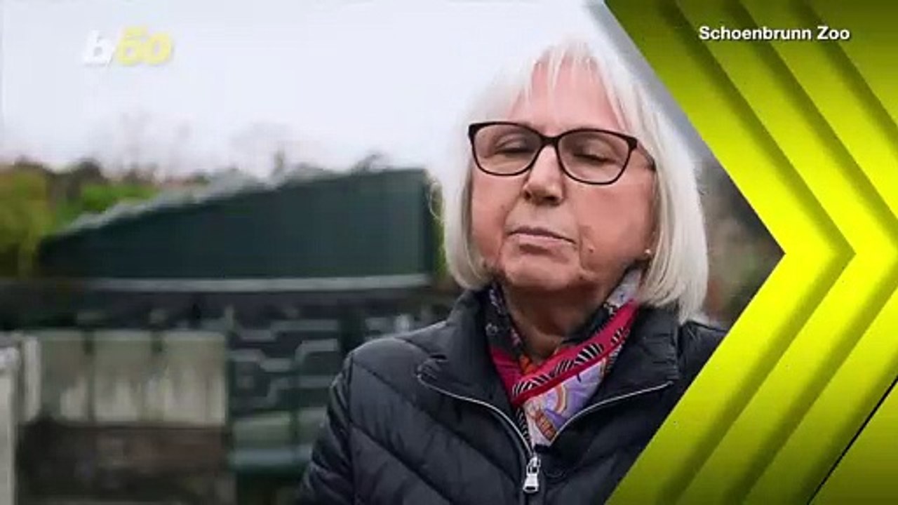 Polar Bear Cub Born to First-Time Mom Debuts at Vienna Zoo!