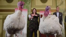 Meet Bread and Butter, the Two Lucky Turkeys Chosen for This Year’s Thanksgiving Pardon