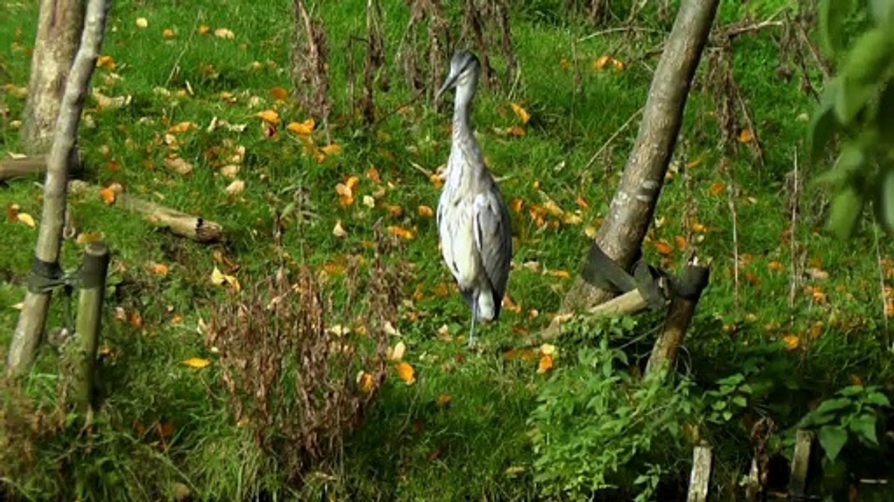 Heron