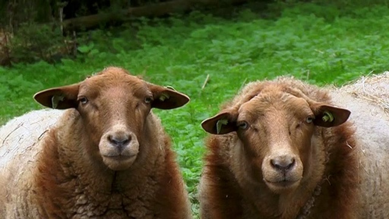 Sheep