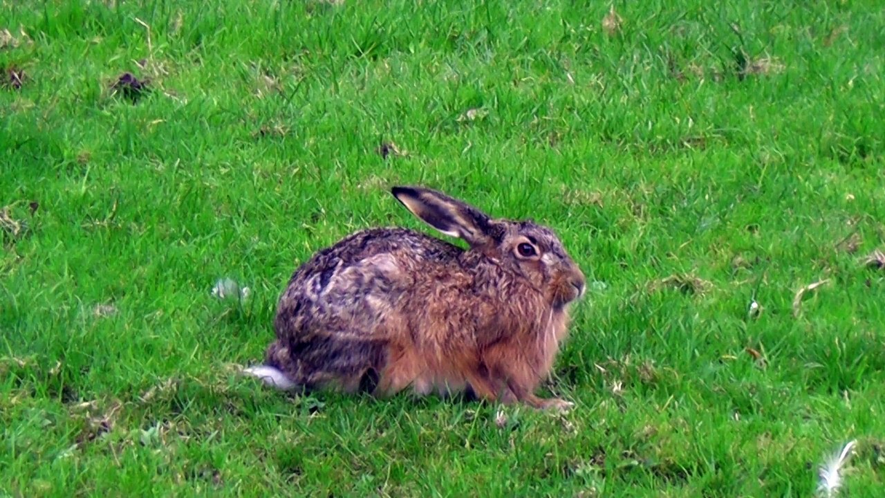 Hare