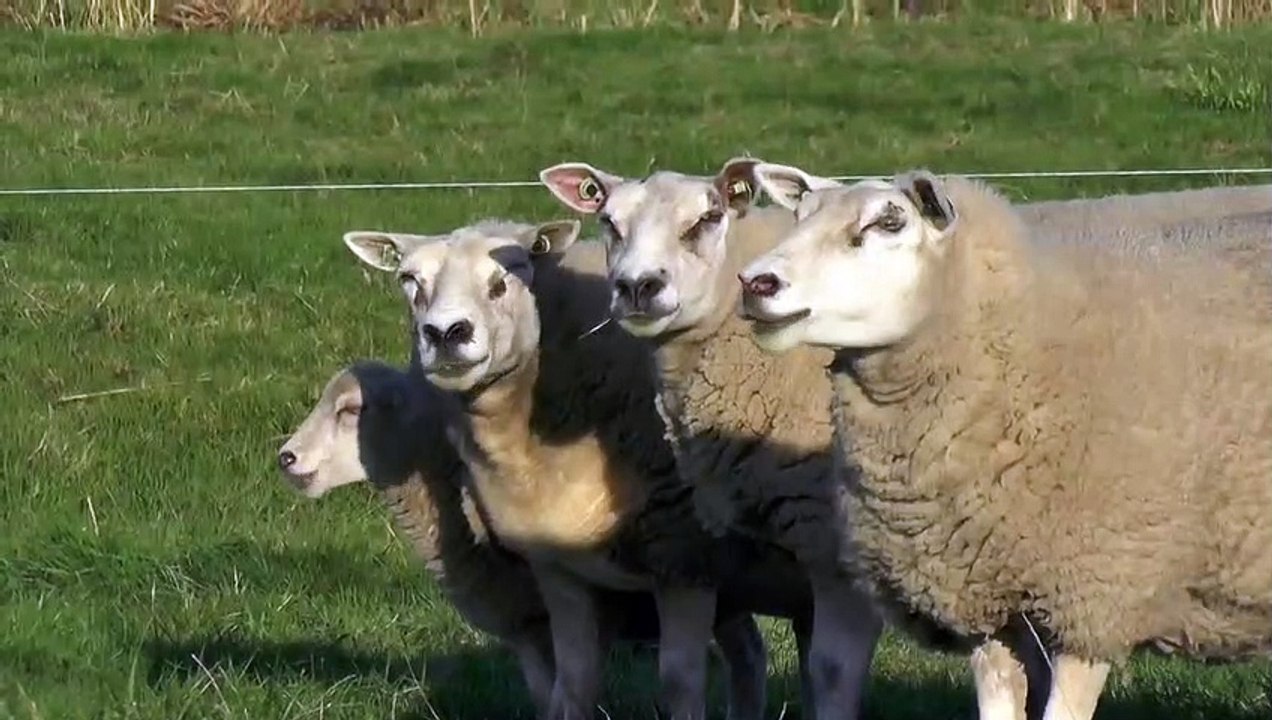 Sheep