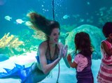 REAL MERMAIDS! Mermaid Magic opens at Odysea on Thanksgiving - ABC15 Digital