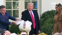Trump otorga el tradicional perdón a dos pavos por Día de Gracias