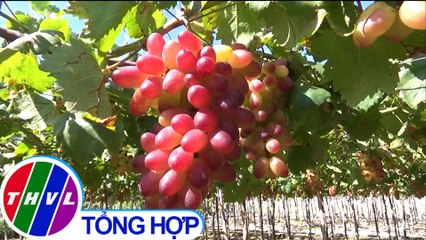 Nho ba màu mang lại thu nhập cao cho nông dân