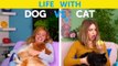 LIFE WITH DOG VS LIFE WITH CAT. Corgi life -- Relatable facts by Life For Tips