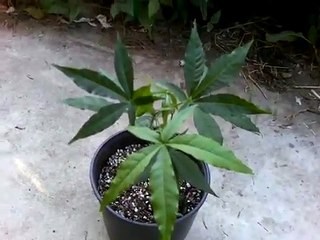 Finally I was able to grow these here in California