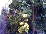 LIME CITRUS TREE GROWN FROM SEED