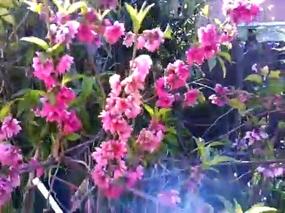 RED BARON PEACH FLOWERING