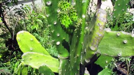 CACTUS PLANTS IN THE GARDEN (ZONE 9)