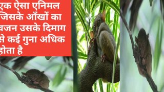 Traiser a unique animal having eyes whose weight more than its brain in Hindi