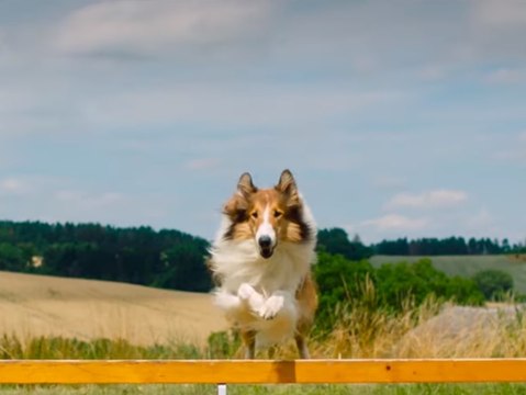 Lassie - Eine abenteuerliche Reise : Trailer mit dem berühmten Collie