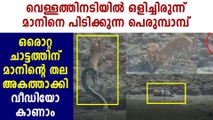 Python Leaps From Pond To Catch A Deer | Boldsky malayalam