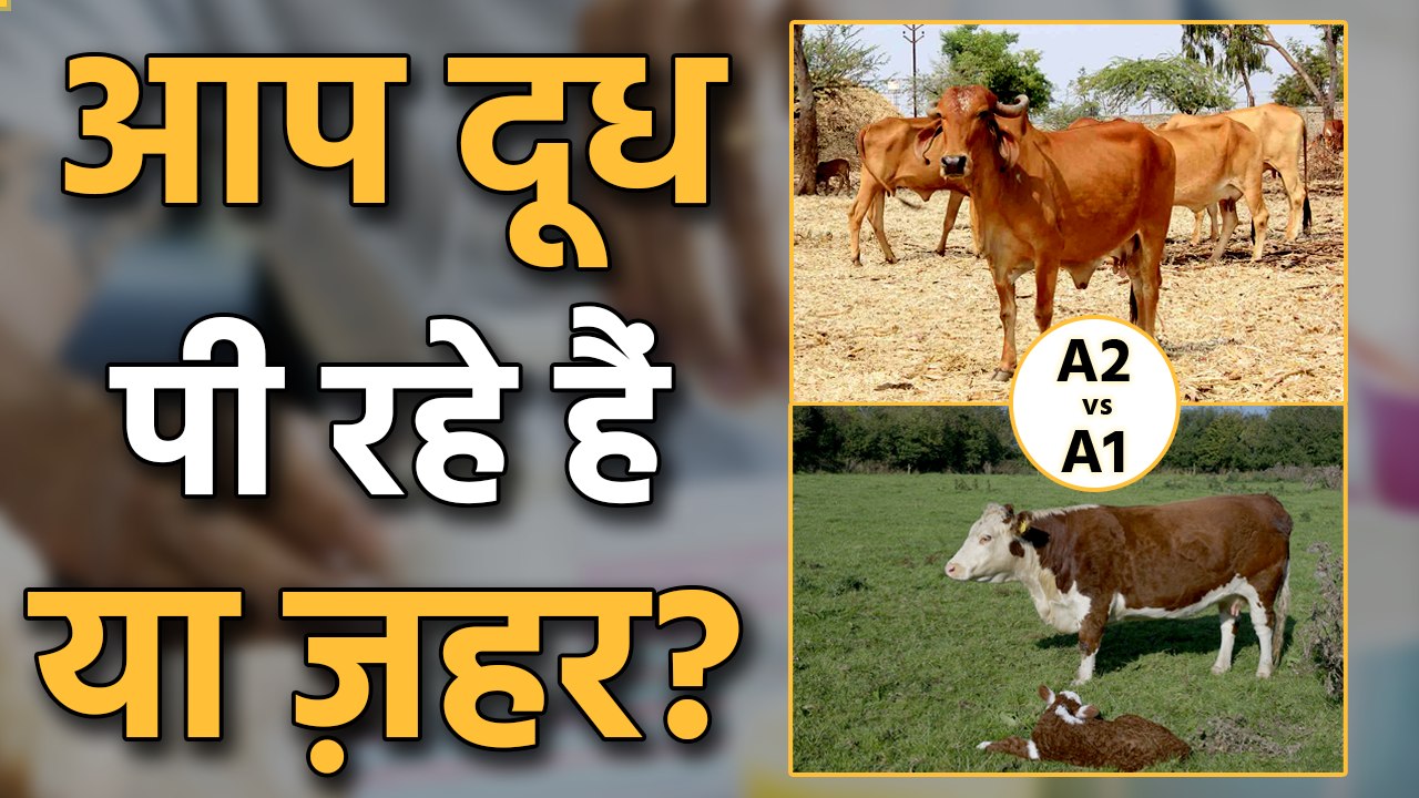 A2 Vs A1 Milk: The world is drinking poison in the name of milk, it’s time to go back to our roots