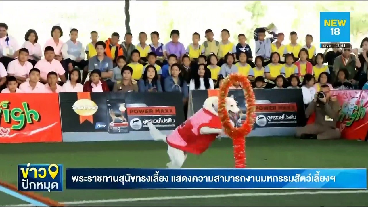 พระราชทานสุนัขทรงเลี้ยง แสดงความสามารถงานมหกรรมสัตว์เลี้ยงฯ | NEW18