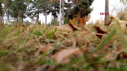 Elazığ kampüste sonbahar güzelliği