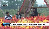 Sohor, Taman Bunga Celosia di Kota Metro