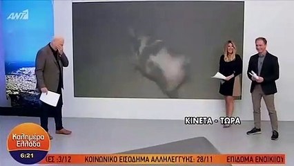 Domuz muhabiri canlı yayında kovaladı