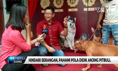 Hindari Serangan, Begini Cara Mendidik Anjing Pitbull