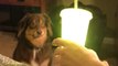 Dog Interestingly Stares At Mobile Light Coming Out Of Cup