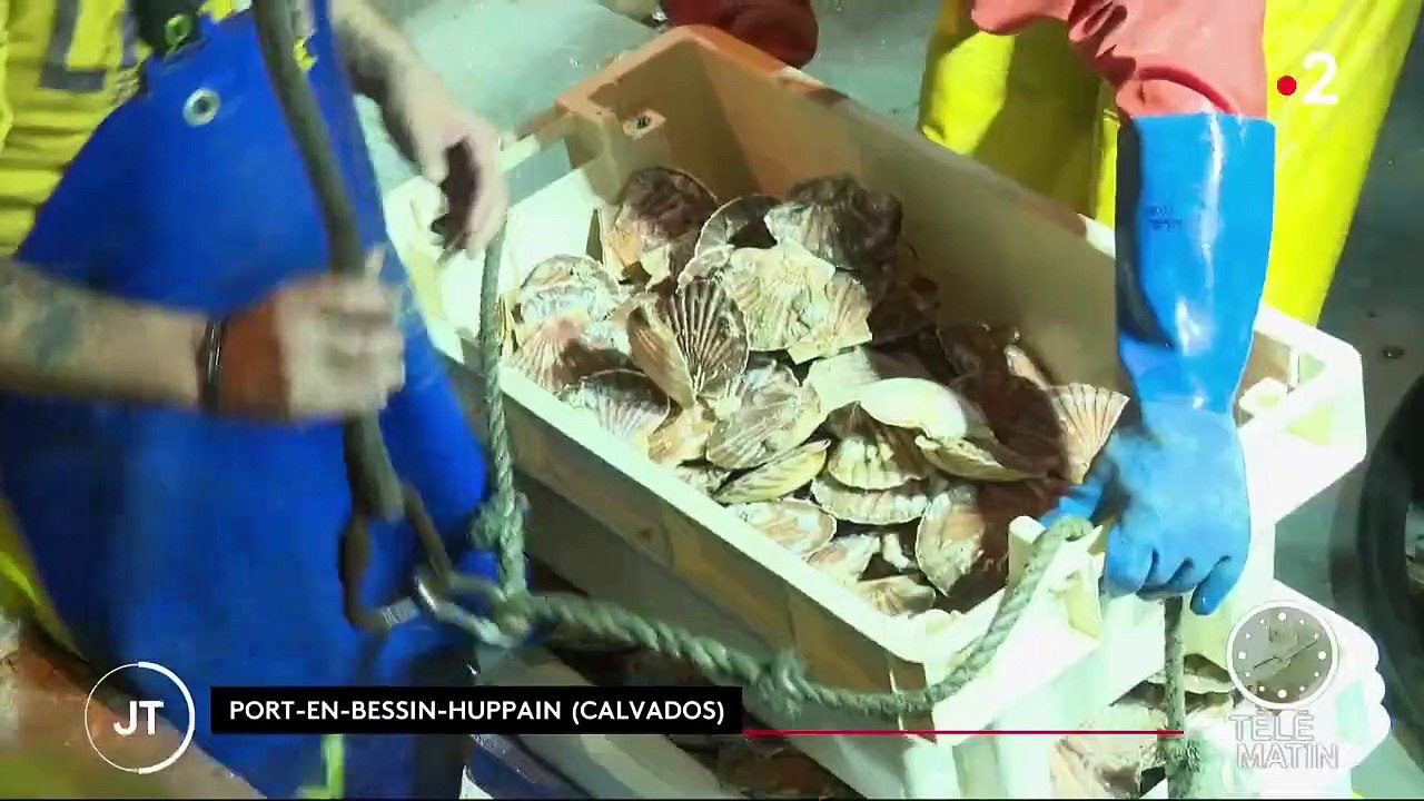 Calvados : la récolte des coquilles Saint-Jacques a débuté