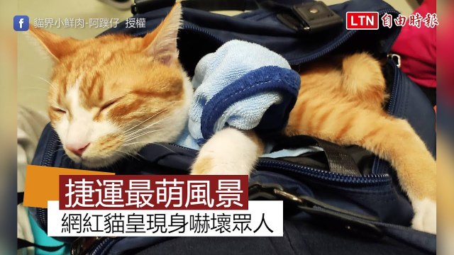 捷運最萌的風景 貓皇現身嚇壞眾人