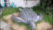 Turtle Alley in Malaysia is artistic reminder to public about endangerment to the species