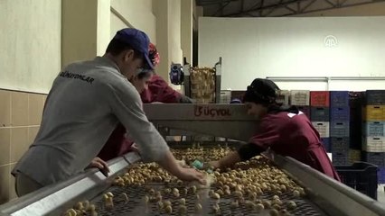 Kuru incir ihracatçısının yüzü gülüyor - AYDIN