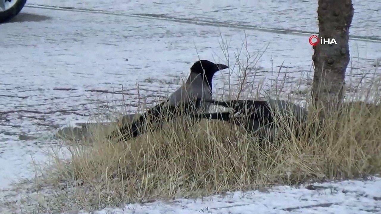 Sarıkamış’ta Lapa Lapa Yağan Kar Etrafı Beyaza Bürüdü