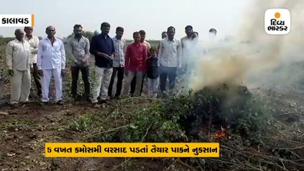 કાલાવડના ખેડૂતોએ નિષ્ફળ ગયેલા કપાસના પાકને સળગાવ્યો