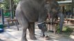 Elephant Gets Artificial Leg | செயற்கை கால் பொருத்தப்பட்ட உலகின் முதல் பெண் யானை மோஷா