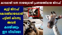 Guard Dog And Abandoned Baby Giraffe Become Best Friends | Oneindia Malayalam