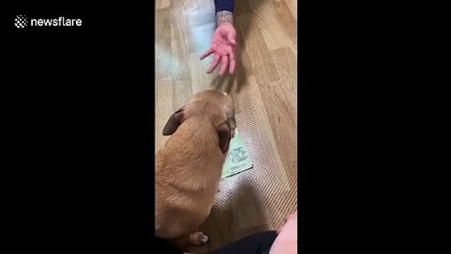 Dog protects money from owner