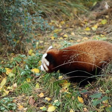 Watch as adorable four-month-old Red Panda explores its den at Edinburgh Zoo