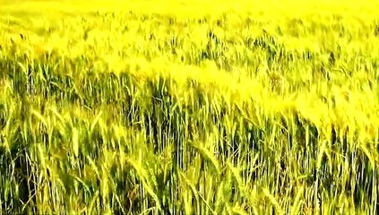 Sembrando Esperanza - La Fe - Miguel Bernal - 23.11.2019