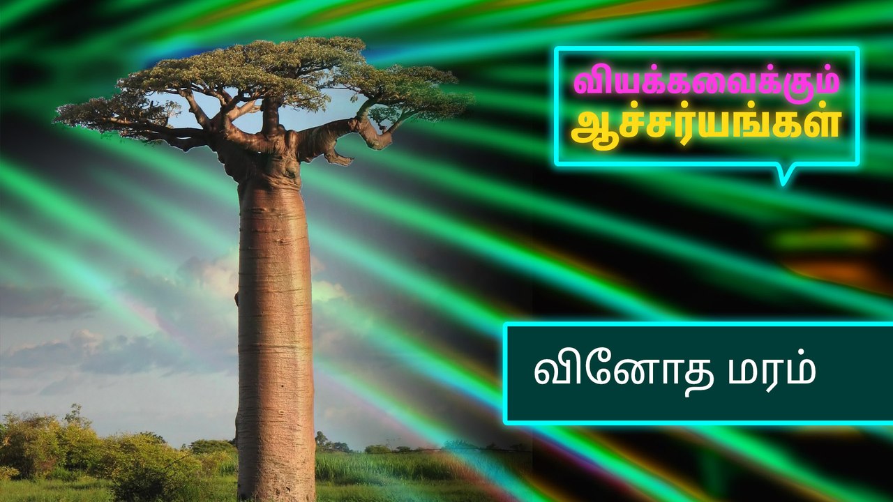 100 அடிக்கு மேல் வளரக்கூடிய வினோத மரம்.!