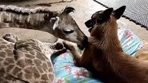 Un girafon abandonnée se lie d'amitié avec un berger malinois